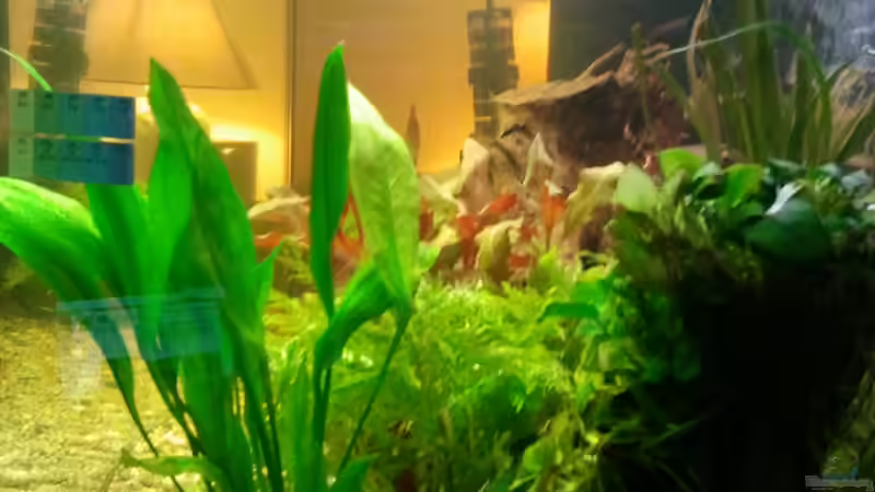 Aquarium Klassisches Gesellschaftsaquarium von Alexander Budzien (19)