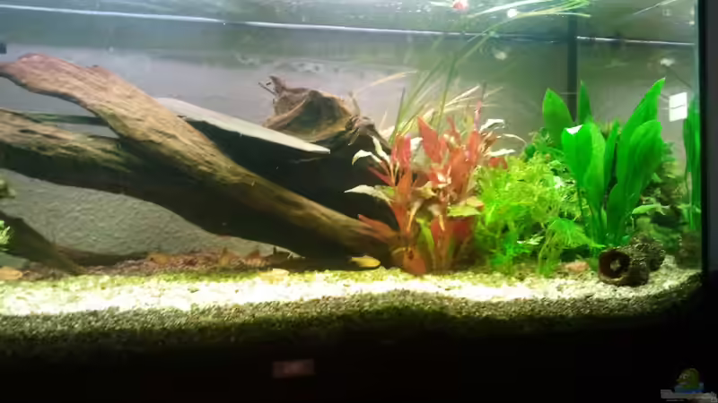 Aquarium Klassisches Gesellschaftsaquarium von Alexander Budzien (20)