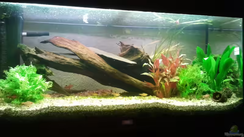 Aquarium Klassisches Gesellschaftsaquarium von Alexander Budzien (21)