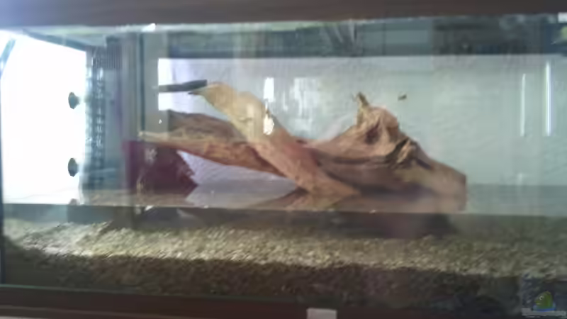 Aquarium Klassisches Gesellschaftsaquarium von Alexander Budzien (22)