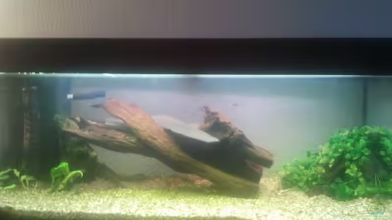 Aquarium Klassisches Gesellschaftsaquarium von Alexander Budzien (23)