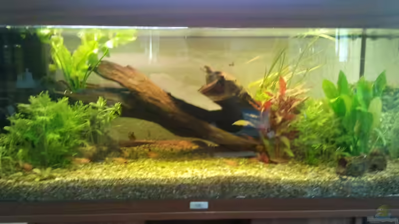 Aquarium Klassisches Gesellschaftsaquarium von Alexander Budzien (24)