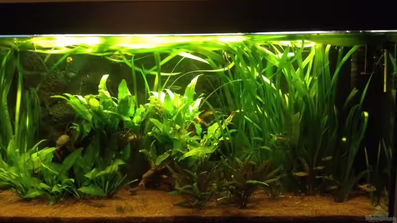 Aquarium Klassisches Gesellschaftsaquarium von Hage81 (11)