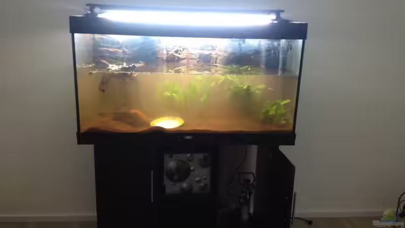 Aquarium Klassisches Gesellschaftsaquarium von Hage81 (4)