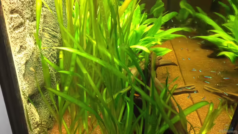 Aquarium Klassisches Gesellschaftsaquarium von Hage81 (7)