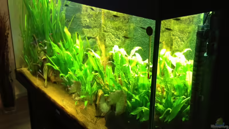 Aquarium Klassisches Gesellschaftsaquarium von Hage81 (8)
