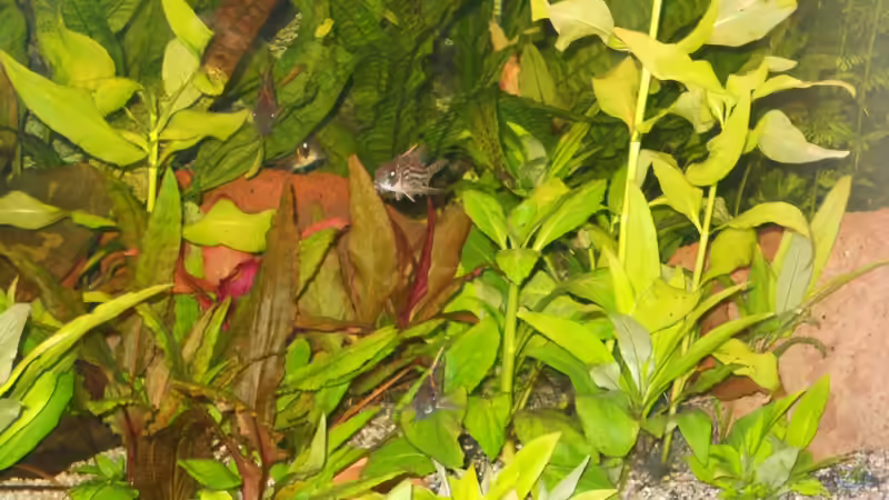 Aquarium Kleene Pfütze von Kampfstulle (3)