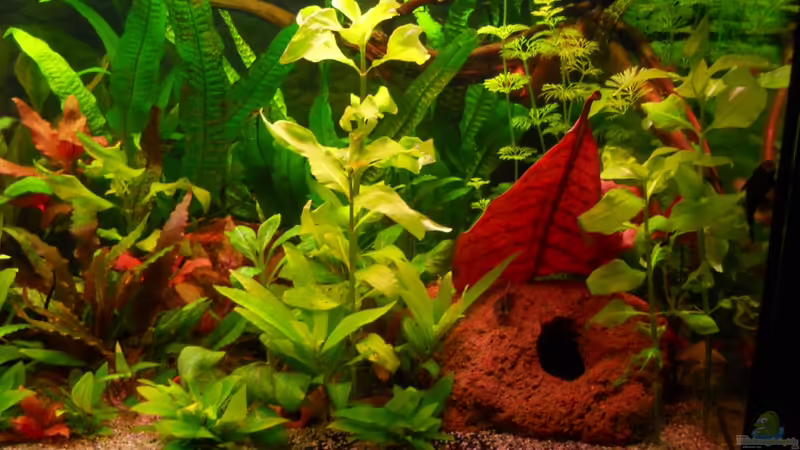 Aquarium Kleene Pfütze von Kampfstulle (4)