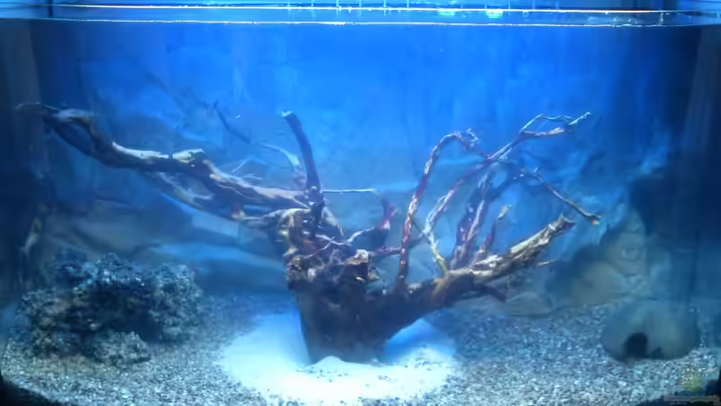 Aquarium klein aber fein von Kai Kern (2)