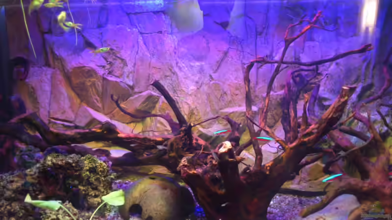 Aquarium klein aber fein von Kai Kern (3)