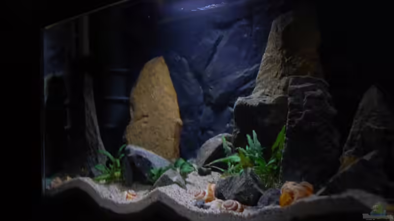 Aquarium klein Afrika von junger Aquarianer (7)