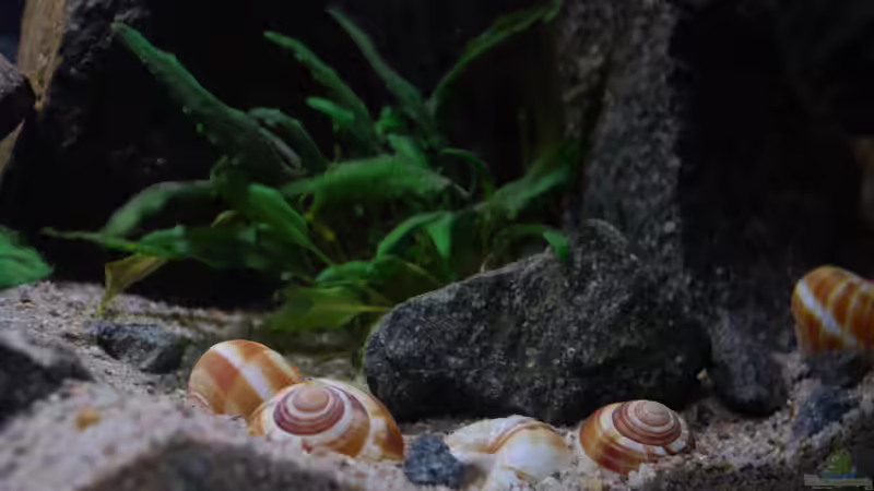 Aquarium klein Afrika von junger Aquarianer (8)