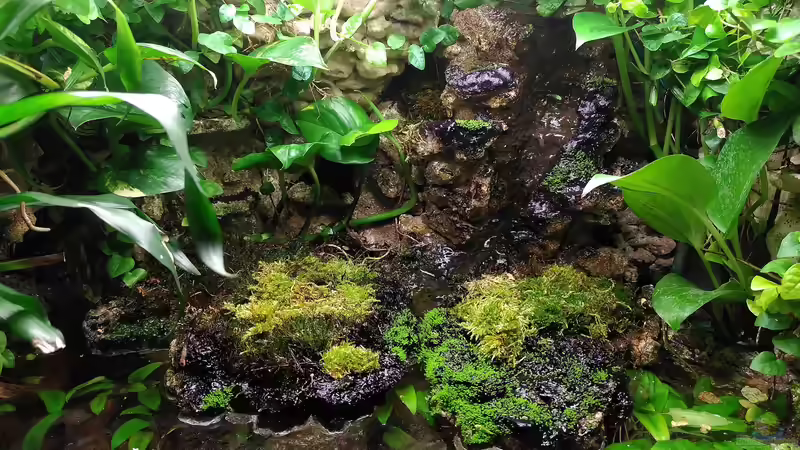 Aquarium Klein-Asien von Stephi (2)