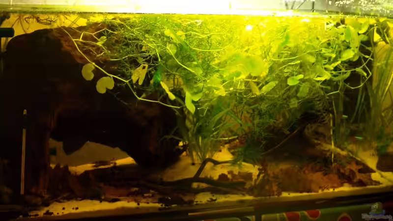 Aquarium Klein-Südamerika. Mit Kröten. von JR (2)