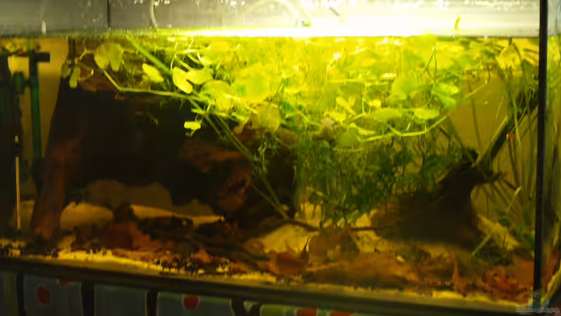 Aquarium Klein-Südamerika. Mit Kröten. von JR (3)