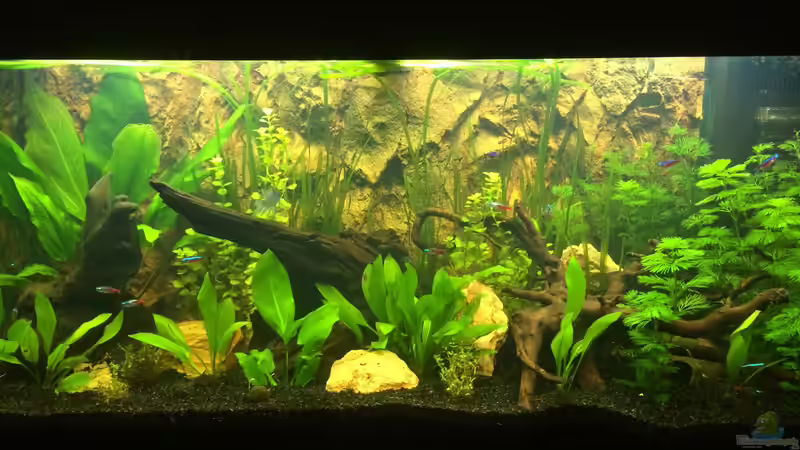 Aquarium Klein Südamerika von Bader0203 (3)