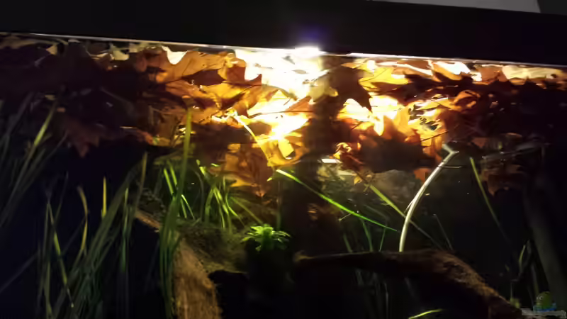 Aquarium Kleine Amerika Räuberwelt von NRW (10)