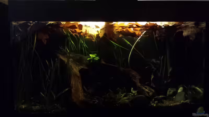 Aquarium Kleine Amerika Räuberwelt von NRW (11)