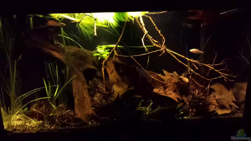 Aquarium Kleine Amerika Räuberwelt von NRW (4)