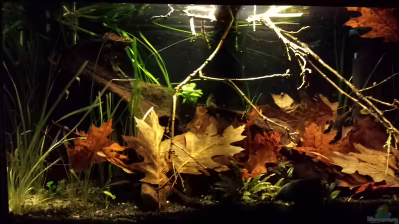 Aquarium Kleine Amerika Räuberwelt von NRW (7)