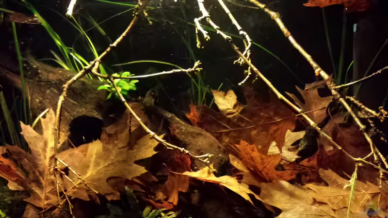 Aquarium Kleine Amerika Räuberwelt von NRW (8)