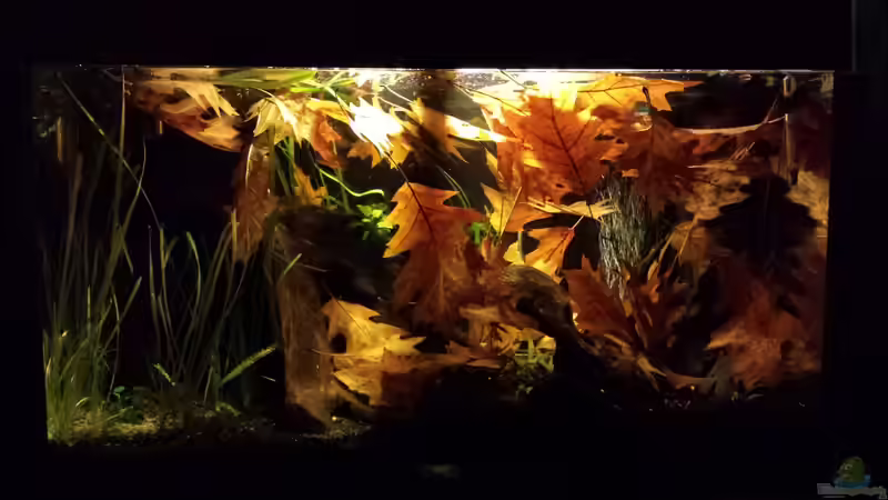 Aquarium Kleine Amerika Räuberwelt von NRW (9)