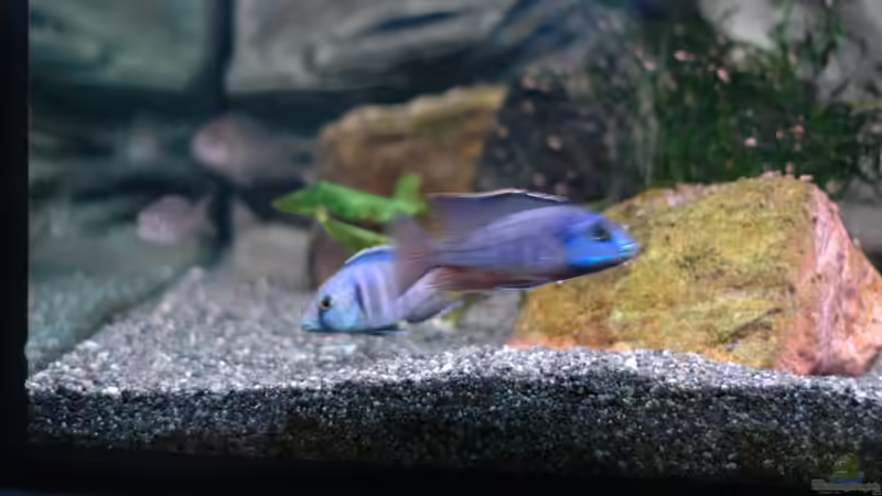 Aquarium kleine Badewanne "wird aufgelöst - zu verkaufen" von Maylandia (103)