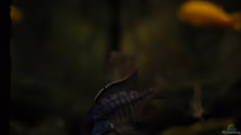 Aquarium kleine Badewanne &quot;wird aufgelöst - zu verkaufen&quot; von Maylandia (12)