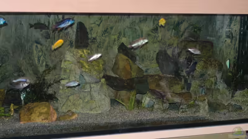 Aquarium kleine Badewanne &quot;wird aufgelöst - zu verkaufen&quot; von Maylandia (13)