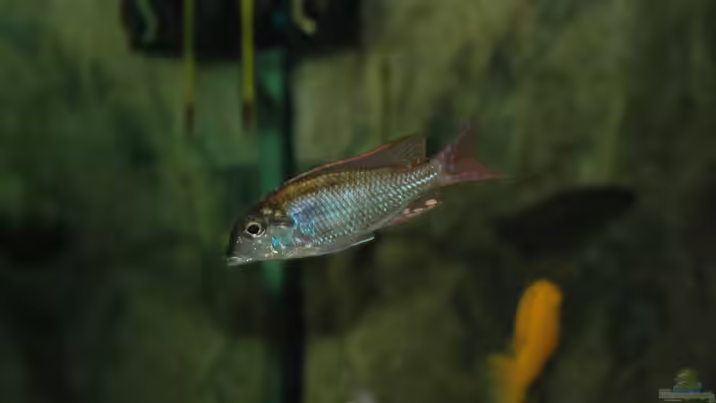 Aquarium kleine Badewanne &quot;wird aufgelöst - zu verkaufen&quot; von Maylandia (14)