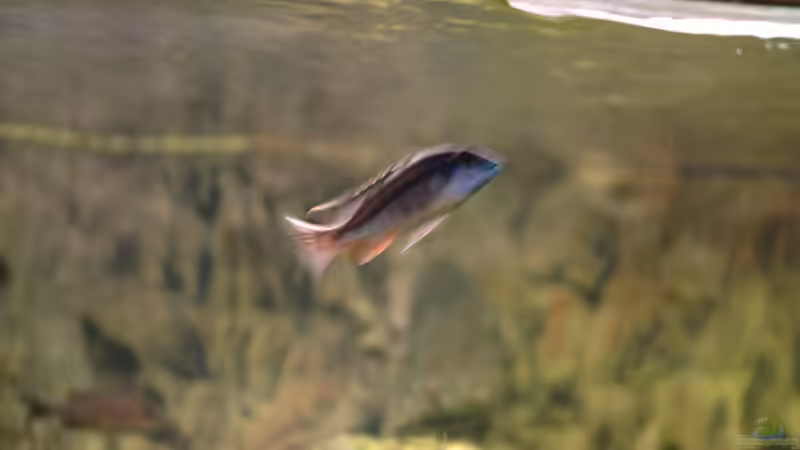 Aquarium kleine Badewanne &quot;wird aufgelöst - zu verkaufen&quot; von Maylandia (15)