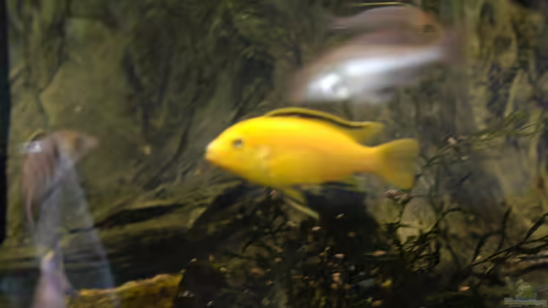 Aquarium kleine Badewanne &quot;wird aufgelöst - zu verkaufen&quot; von Maylandia (16)