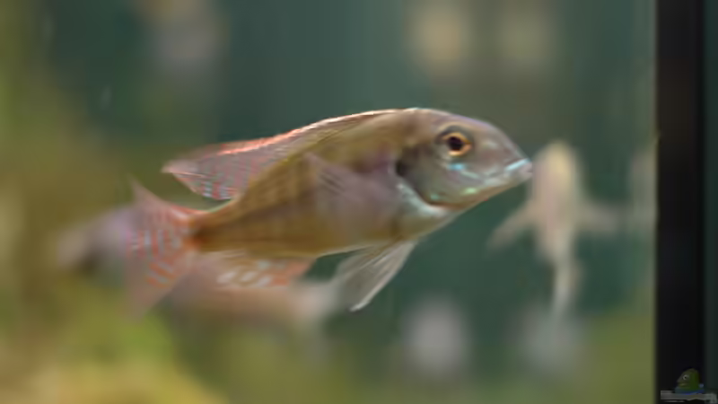 Aquarium kleine Badewanne &quot;wird aufgelöst - zu verkaufen&quot; von Maylandia (17)