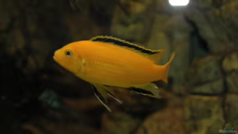 Aquarium kleine Badewanne &quot;wird aufgelöst - zu verkaufen&quot; von Maylandia (19)