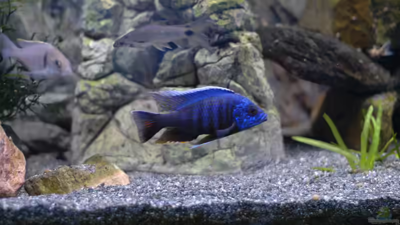 Aquarium kleine Badewanne &quot;wird aufgelöst - zu verkaufen&quot; von Maylandia (2)