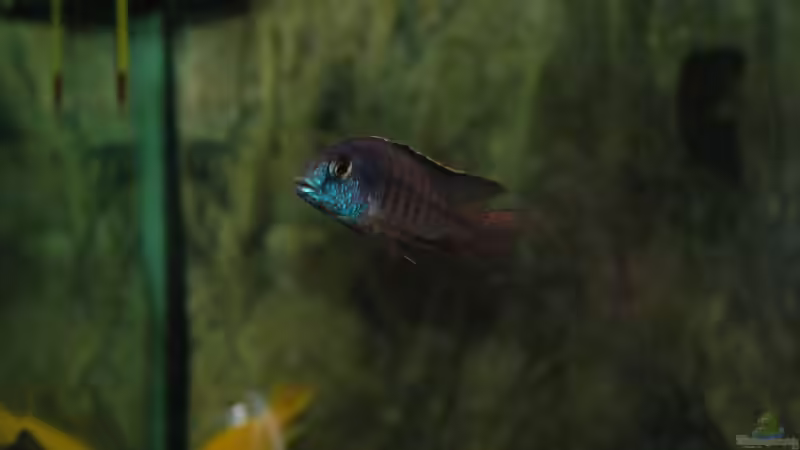 Aquarium kleine Badewanne &quot;wird aufgelöst - zu verkaufen&quot; von Maylandia (21)