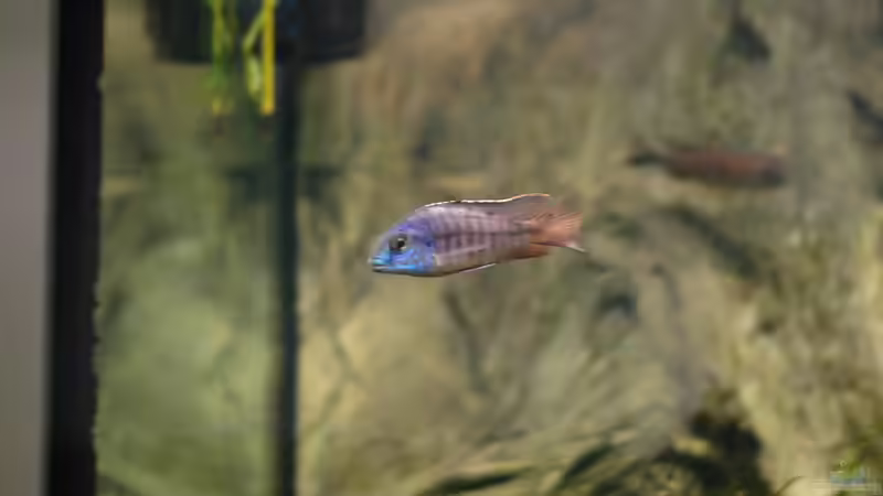 Aquarium kleine Badewanne &quot;wird aufgelöst - zu verkaufen&quot; von Maylandia (23)