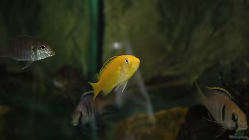 Aquarium kleine Badewanne &quot;wird aufgelöst - zu verkaufen&quot; von Maylandia (25)