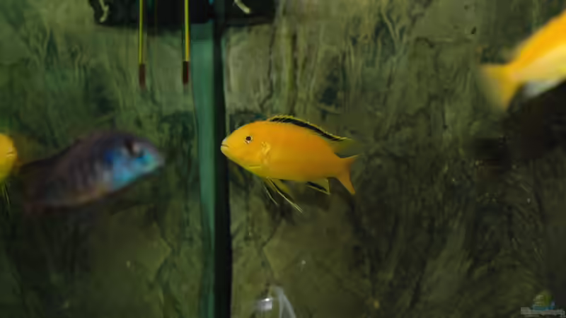 Aquarium kleine Badewanne &quot;wird aufgelöst - zu verkaufen&quot; von Maylandia (26)