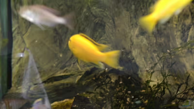 Aquarium kleine Badewanne &quot;wird aufgelöst - zu verkaufen&quot; von Maylandia (29)