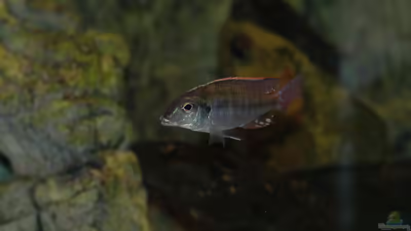 Aquarium kleine Badewanne &quot;wird aufgelöst - zu verkaufen&quot; von Maylandia (34)