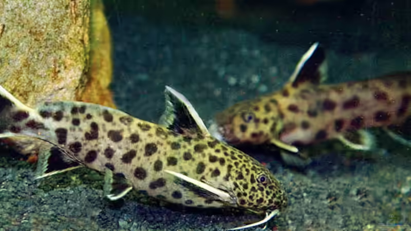 Aquarium kleine Badewanne &quot;wird aufgelöst - zu verkaufen&quot; von Maylandia (36)