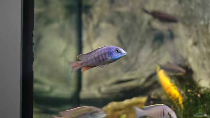 Aquarium kleine Badewanne &quot;wird aufgelöst - zu verkaufen&quot; von Maylandia (40)