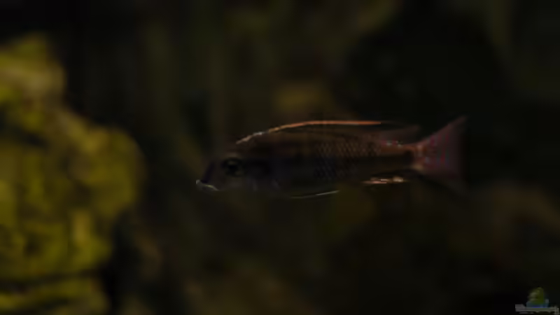 Aquarium kleine Badewanne &quot;wird aufgelöst - zu verkaufen&quot; von Maylandia (41)