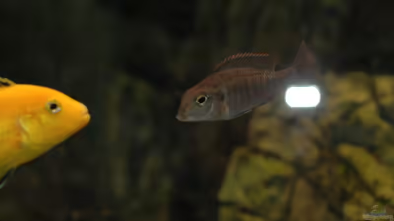 Aquarium kleine Badewanne &quot;wird aufgelöst - zu verkaufen&quot; von Maylandia (43)