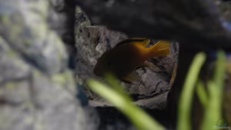 Aquarium kleine Badewanne &quot;wird aufgelöst - zu verkaufen&quot; von Maylandia (45)