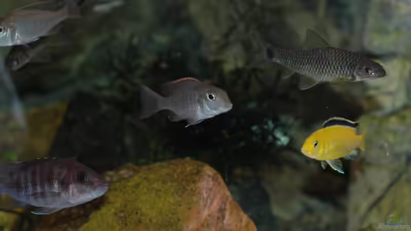 Aquarium kleine Badewanne &quot;wird aufgelöst - zu verkaufen&quot; von Maylandia (46)