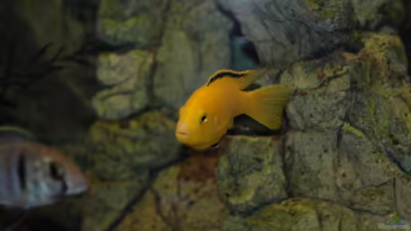 Aquarium kleine Badewanne &quot;wird aufgelöst - zu verkaufen&quot; von Maylandia (47)