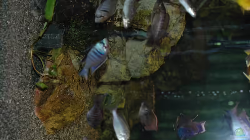 Aquarium kleine Badewanne &quot;wird aufgelöst - zu verkaufen&quot; von Maylandia (48)