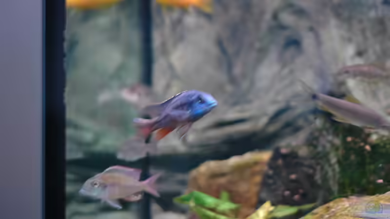 Aquarium kleine Badewanne &quot;wird aufgelöst - zu verkaufen&quot; von Maylandia (49)